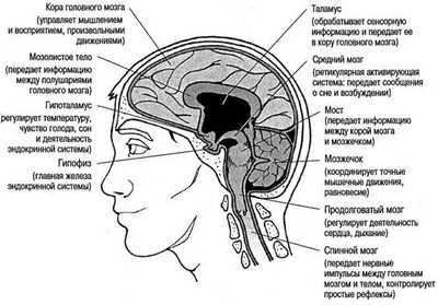 Новая морщина: геометрия внешней поверхности мозга коррелирует с генетическим наследием: паттерны борозд и извилин не предсказывают когнитивные способности, но могут помочь диагностировать болезнь