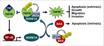Как NORE1A действует как барьер для роста опухоли