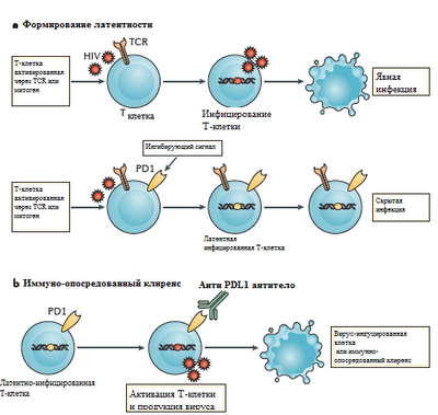 Обнаружена контрольная точка в развитии В-клеток с возможным влиянием на эффективность вакцины