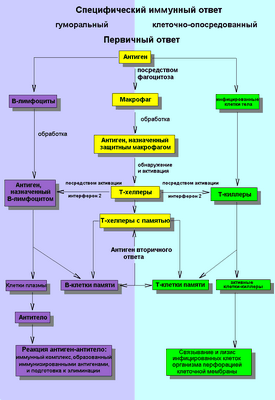 Новый способ, которым организм настраивает свой иммунный ответ