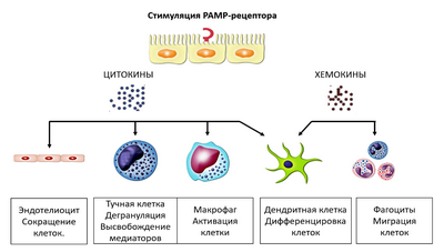 Активация иммунных Т-клеток приводит к поведенческим изменениям