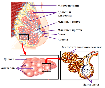 Окситоцин и грудное вскармливание: выяснение молекулярного механизма