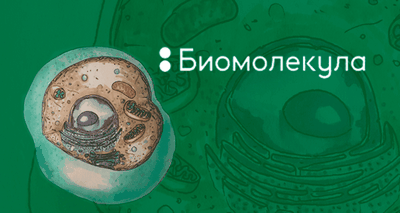 Визуализация динамики малых биомолекул внутри живых клеток