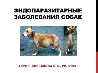 Размещение эндопаразитарных растений Apodanthaceae на карте