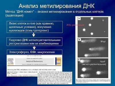 Паттерн метилирования ДНК при лейкемии только кажется типичным для рака