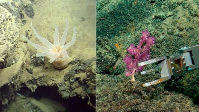 Галапагосская экспедиция открывает неизвестные подводные горы и новые виды